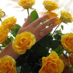 Golden Rose 312_f