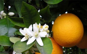 Fragonard - Eaux Naturelles, Oranger
