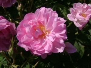 fragonard-eaux-naturelles-rose-de-mai