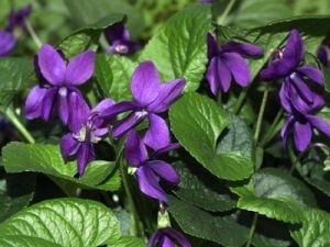fragonard-eaux-naturelles-violette