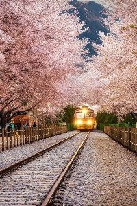Dear Diary - Sakura Blossom in Curitiba