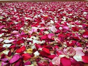 Edgardio Chilini - Bed of Flowers