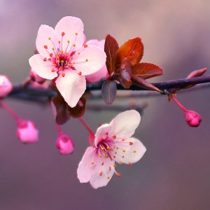 O'Juvi - Cherry Blossom