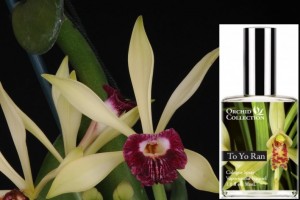 Demeter - Orchid Collection To Yo Ran Orchid