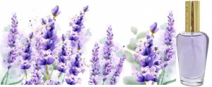 Caswell-Massey - English Lavender